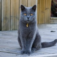 Sua Maest Il Gatto Ti Ricordi Quando Sua Maest Il Gatto Ti Ricordi Quando